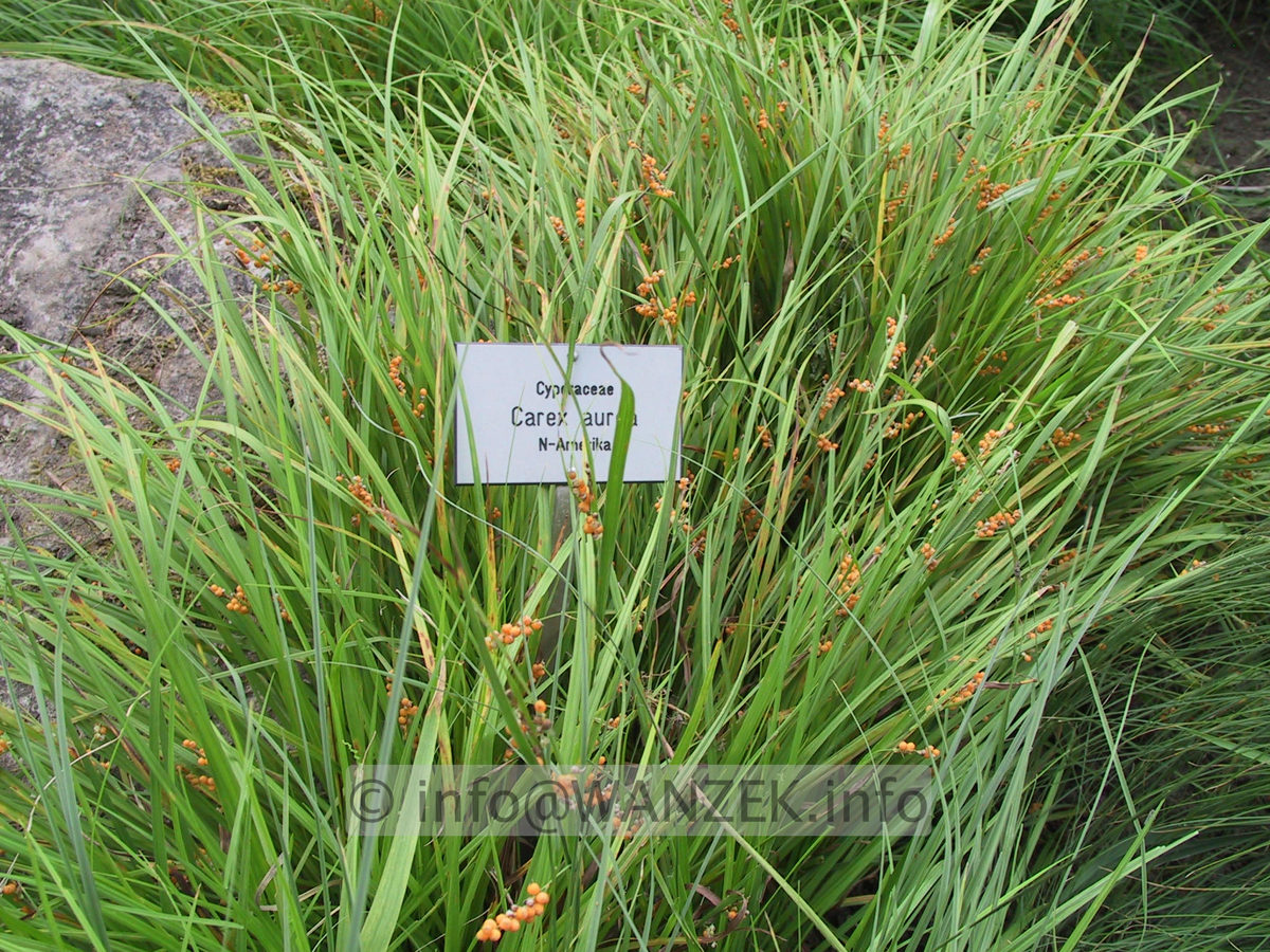 Carex aurita.JPG